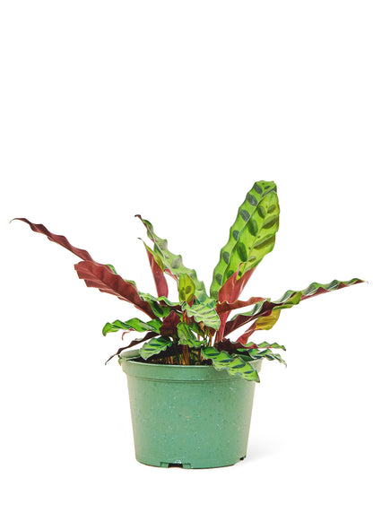 Calathea 'Rattlesnake', Medium