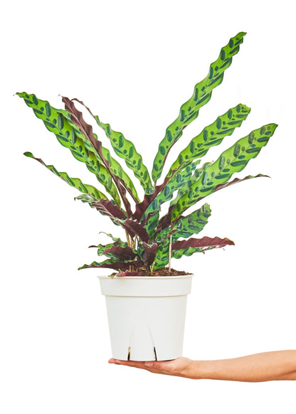 Calathea 'Rattlesnake', Large