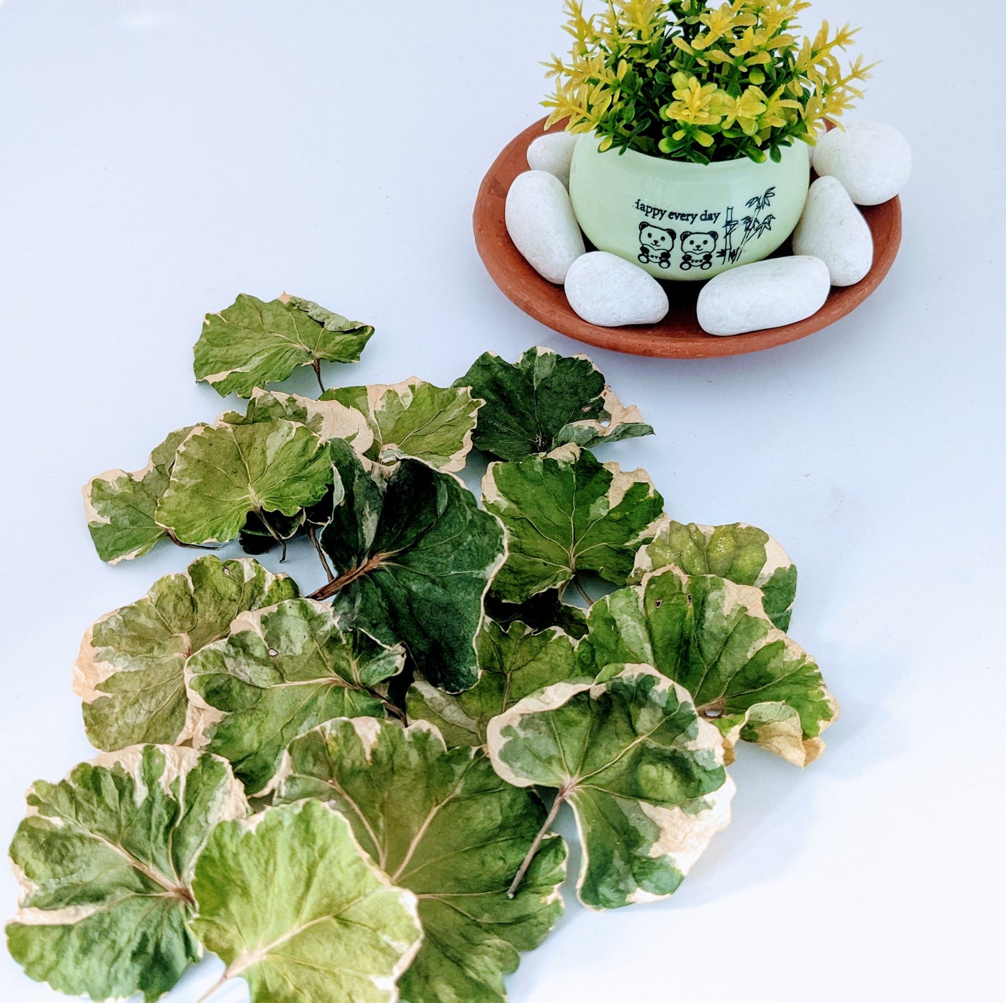 Natural Sun Dried Polyscias Scutellaria Leaves ,Koppa Kola Mangkokan Leaves Herbal Tea | Ceylon Organic-6