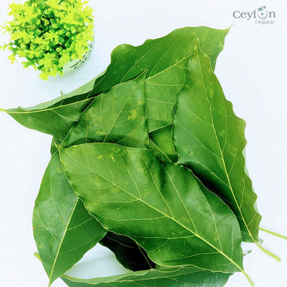 500+ Organic Dried Avocado Leaves | Herbal Tea | Ceylon Organic-7