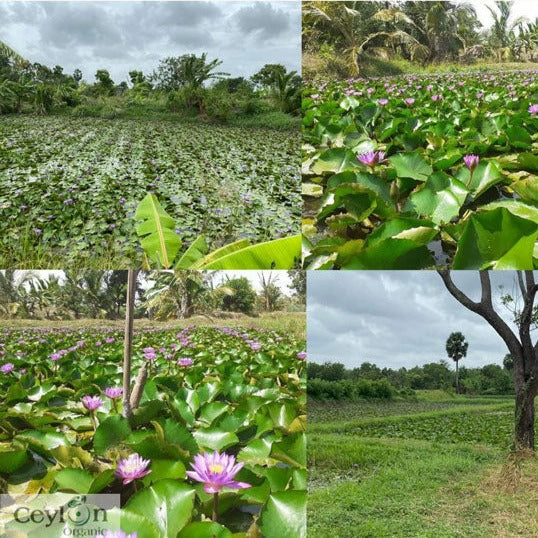 20kg+ Dried Blue Lotus Flowers - Premium Quality Nymphaea Caerulea Herbal Tea | Ceylon Organic-3