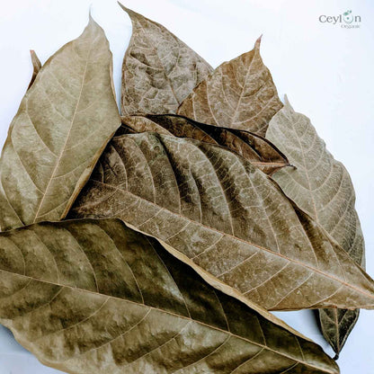 200+ Cacao leaves, Dry Cacao Leafs, Dried Cacao Leaves,Chocolate Theobroma Cocoa-3