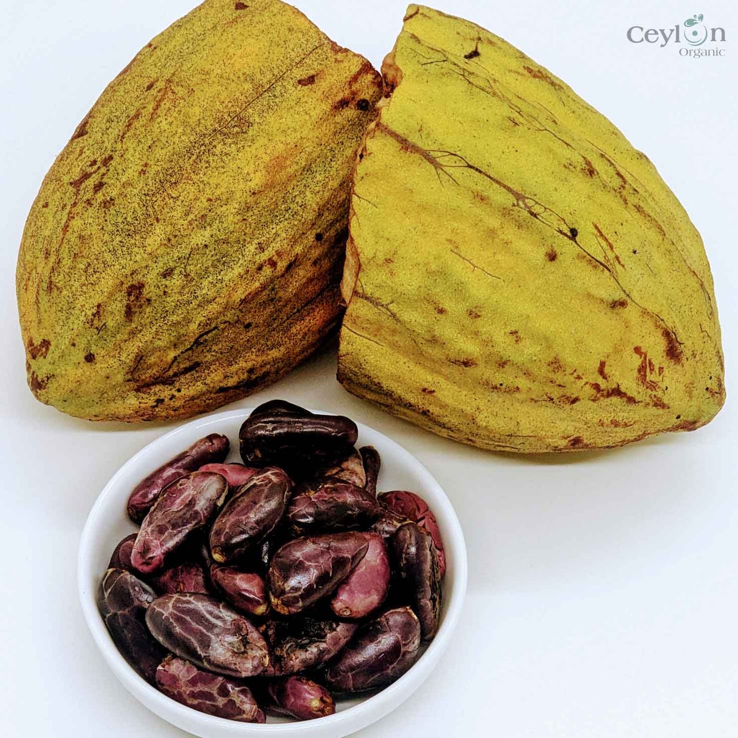 Cacao Seeds / Theobroma / Chocolate seeds from Ceylon-3