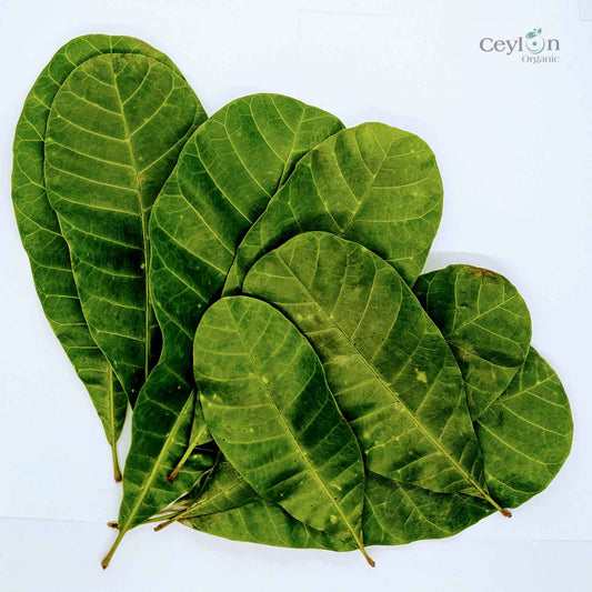 500+ Cashew Leaves for Healthy Living,Dried Cashew Leaves (Anacardium occidentale) | Ceylon Organic-0