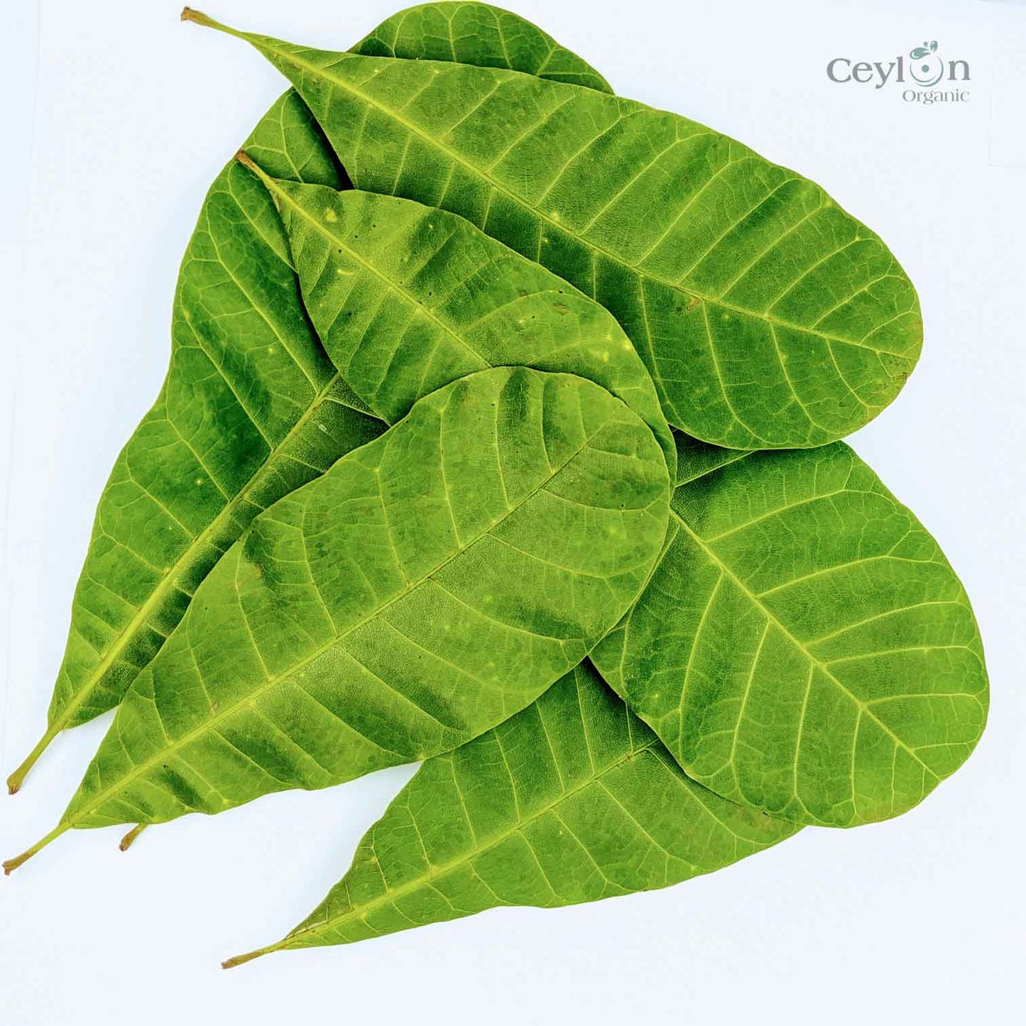 500+ Cashew Leaves for Healthy Living,Dried Cashew Leaves (Anacardium occidentale) | Ceylon Organic-1