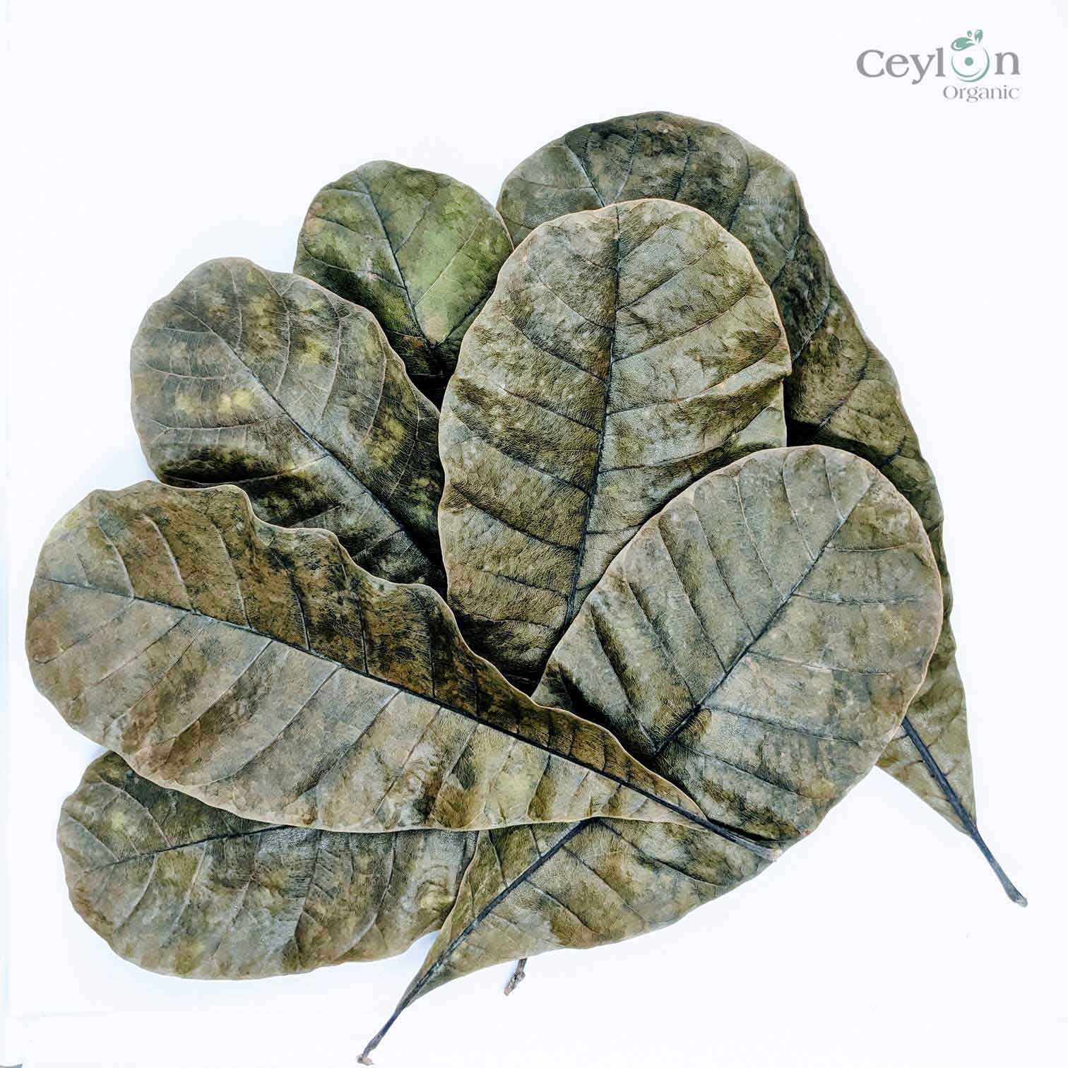 500+ Cashew Leaves for Healthy Living,Dried Cashew Leaves (Anacardium occidentale) | Ceylon Organic-2