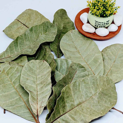 500+ Cashew Leaves for Healthy Living,Dried Cashew Leaves (Anacardium occidentale) | Ceylon Organic-3