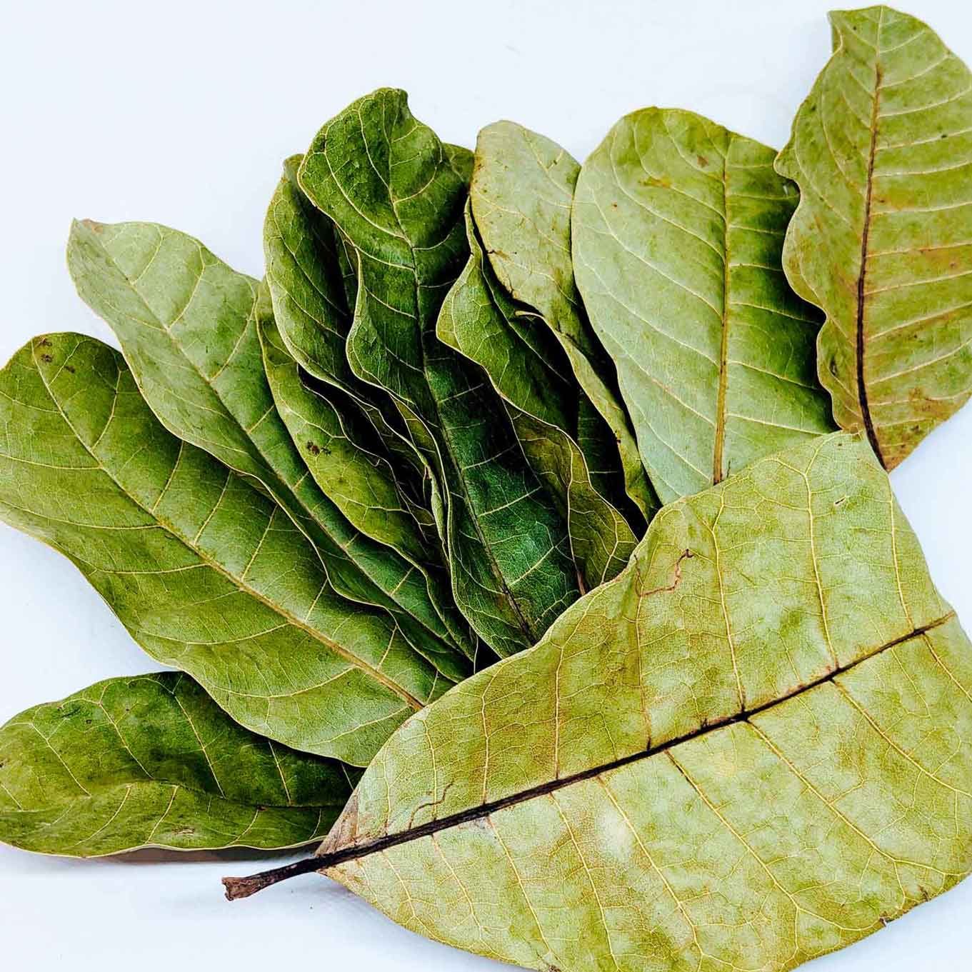 500+ Cashew Leaves for Healthy Living,Dried Cashew Leaves (Anacardium occidentale) | Ceylon Organic-4