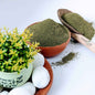 Dried Curry Leaves ground powder Pure Organic Natural(Murraya Koenicll) | Ceylon organic-3