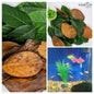 500+ Jackfruit Leaves,Organic Dried Jack fruit Leaves Kataha Bio Film Aquarium Fish/ShrimpTanks-4