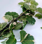 Natural Sun Dried Polyscias Scutellaria Leaves ,Koppa Kola Mangkokan Leaves Herbal Tea | Ceylon Organic-2