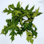 50+ Papaya Leaves,Pawpaw Leaves,Carica papaya,papaw leaves,Dried Papaya leaves | Ceylon Organic-2