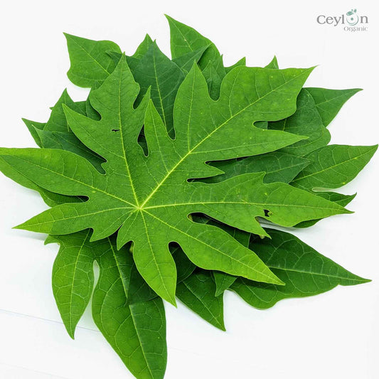 50+ Papaya Leaves,Pawpaw Leaves,Carica papaya,papaw leaves,Dried Papaya leaves | Ceylon Organic-0