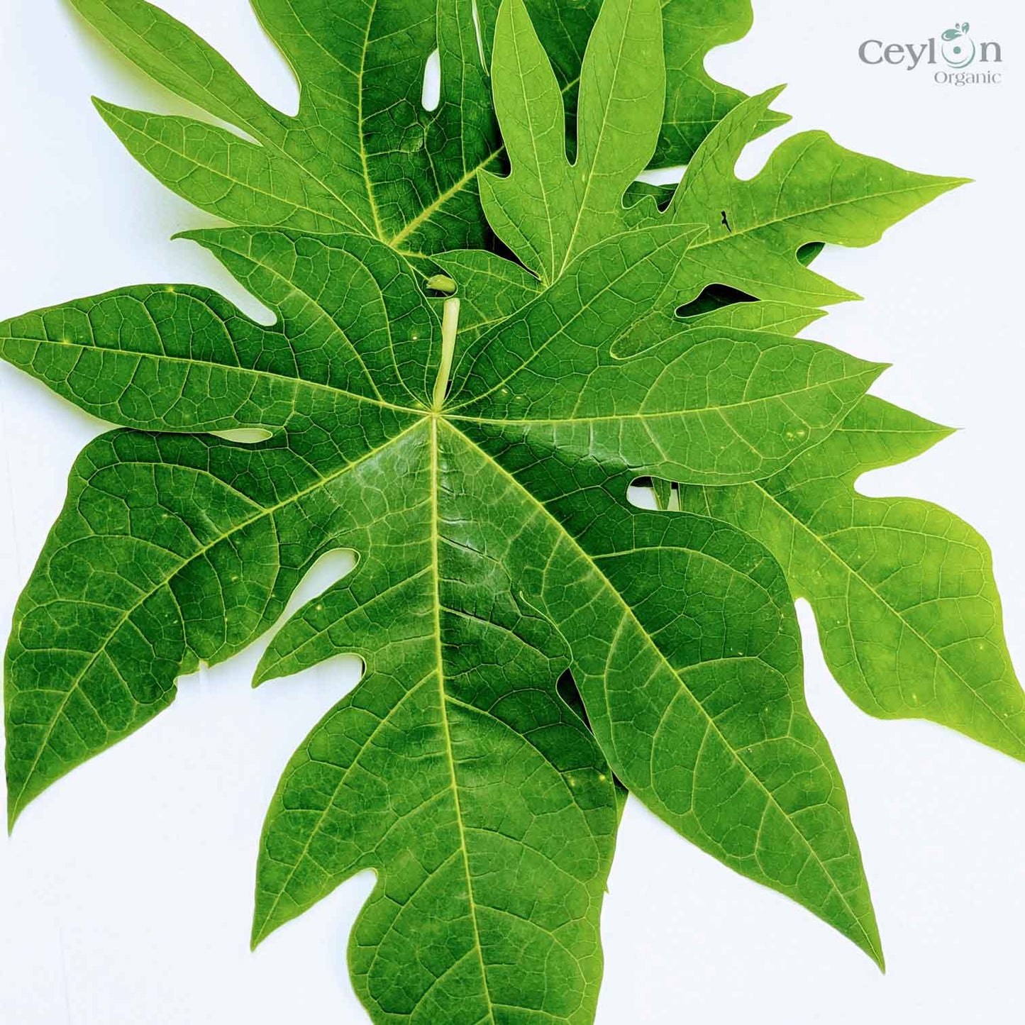 50+ Papaya Leaves,Pawpaw Leaves,Carica papaya,papaw leaves,Dried Papaya leaves | Ceylon Organic-1