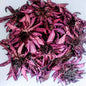 Dried Ceylon Natural Red Lotus flowers,Nymphaea Rubra Flowers, Red water lily flowers Herbal Tea | Ceylon Organic-5