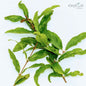 500+ Pomegranate Leaves ,Dried Punica granatum Leaves, 100% organic dried leaves | Ceylon Organic-2