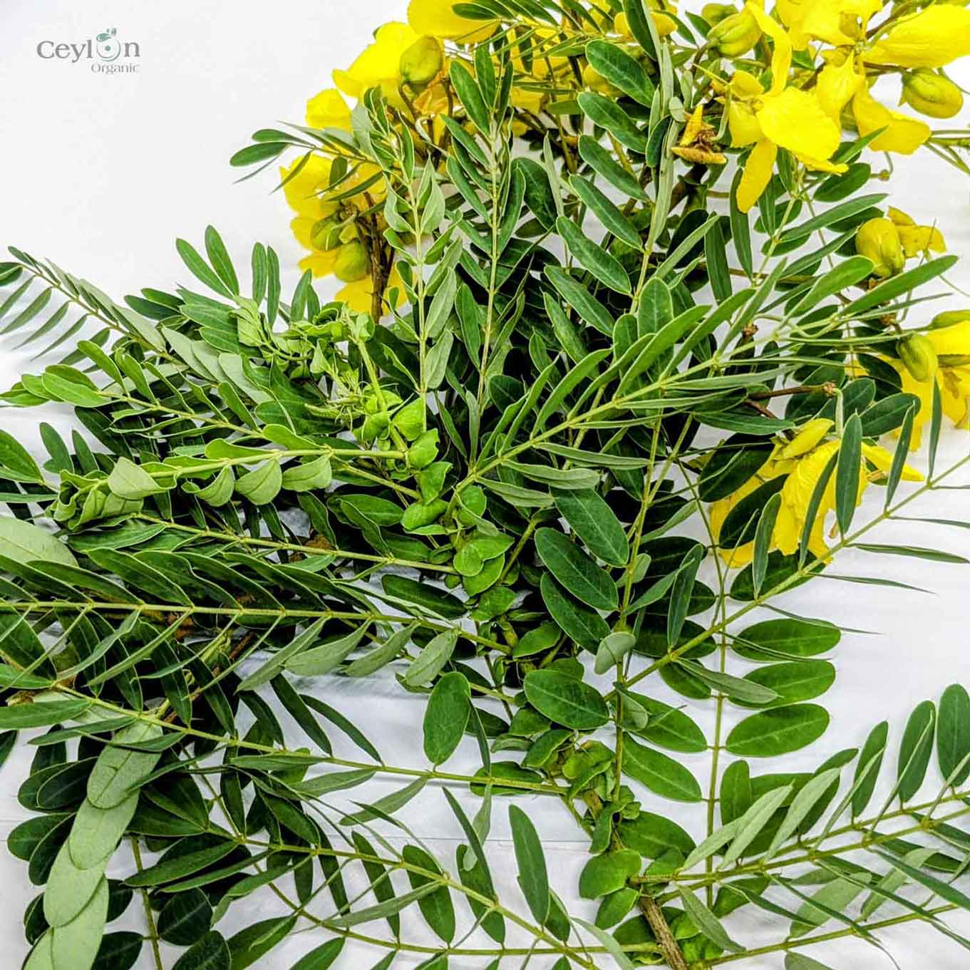 2kg+ Senna Auriculata Leaves - The Perfect Ingredient for Teas, Smoothies, and Herbal Remedies | Ceylon Organic-1
