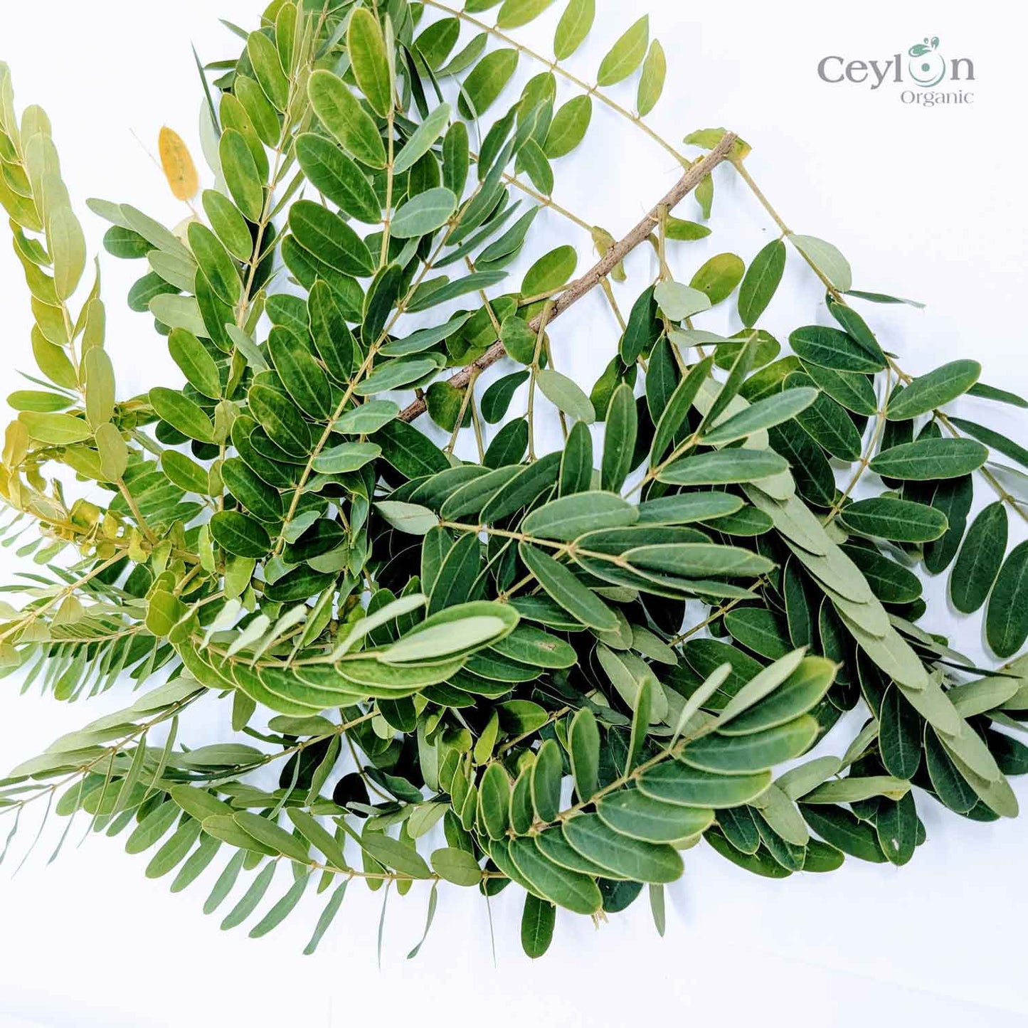 2kg+ Senna Auriculata Leaves - The Perfect Ingredient for Teas, Smoothies, and Herbal Remedies | Ceylon Organic-4