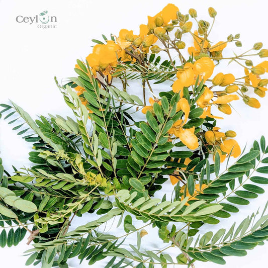 2kg+ Senna Auriculata Leaves - The Perfect Ingredient for Teas, Smoothies, and Herbal Remedies | Ceylon Organic-0