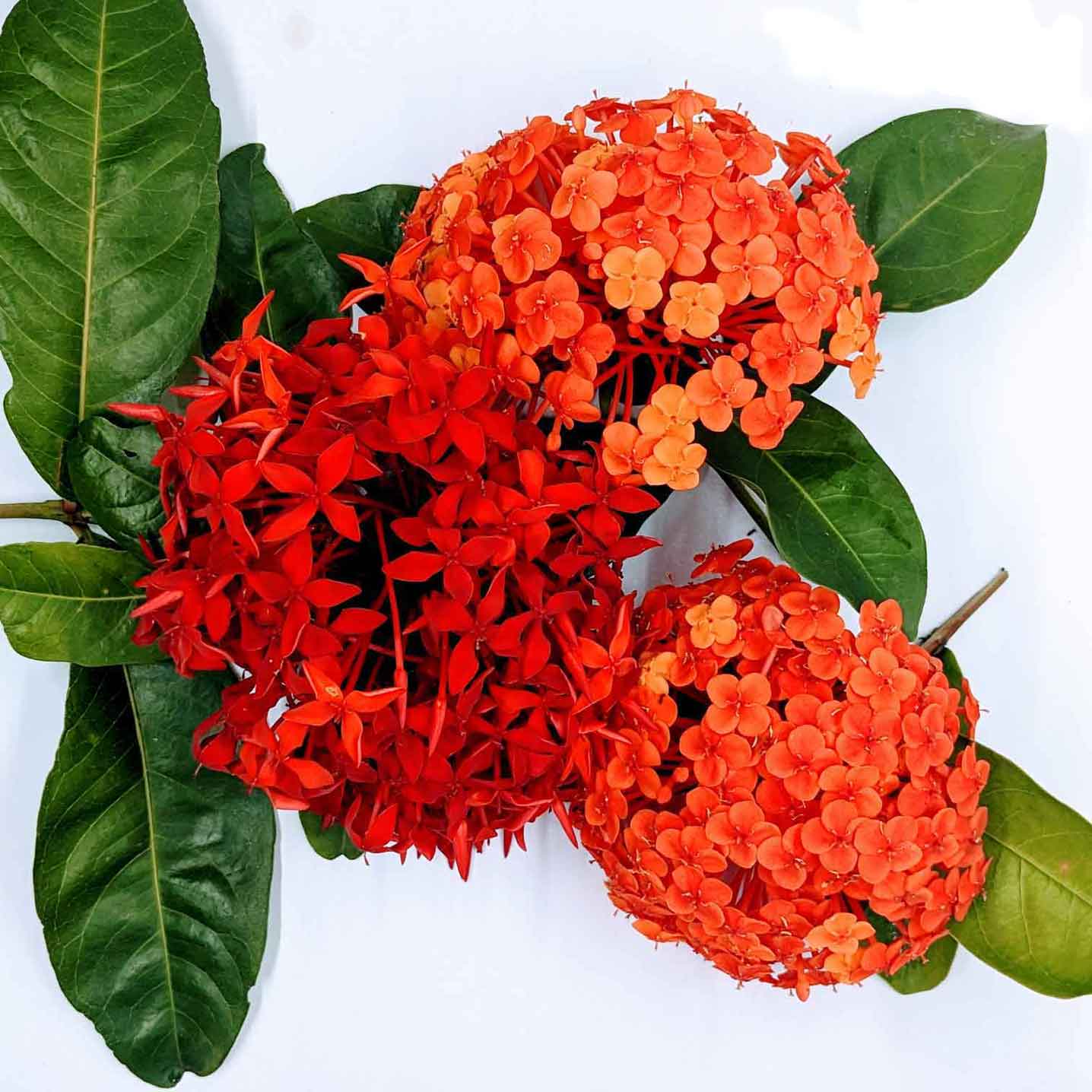 100g+ Dried Ixora Coccinea flowers Jungle Geranium Rathmal Rathambala Ayurvedic Herbal Drink | Ceylon Organic-2