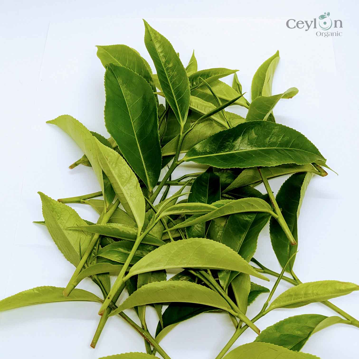 Dried Tea Leaves, hand picked Leaves, Ceylon tea | Ceylon Organic-1