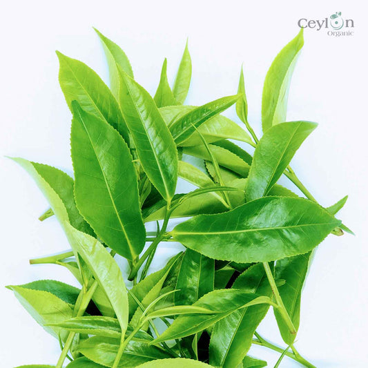 Dried Tea Leaves, hand picked Leaves, Ceylon tea | Ceylon Organic-0